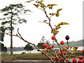 SX9685 : Rosehips by Stephen Craven