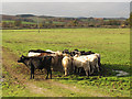 SX9685 : Cattle feeding by Stephen Craven