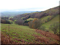 SJ1465 : Invasive bracken west of Moel Arthur by Andy Waddington