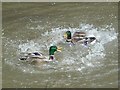 SU0683 : Fighting mallard drakes by Penny Mayes