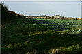 TL4355 : Winter Crops at Grantchester, Cambridgeshire by Peter Trimming