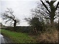  : Deciduous survivor, Chance Hall Lane by Christine Johnstone