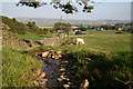 SD1681 : Cattle graze near Millom Castle by Andy Deacon