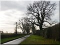 SJ8062 : Ivy-covered trees along Moss End Lane by Christine Johnstone