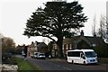 NZ5510 : Cedar of Lebanon, High Street,  Great Ayton by Christopher Hall