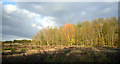 SU6369 : Sunlit Trees near Theale by Des Blenkinsopp