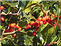 SK2398 : Holly with red berries by Dave Pickersgill