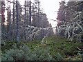 NH6860 : Lichen on larch by Richard Dorrell