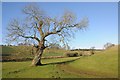 SP0919 : Tree in a Cotswold valley by Philip Halling