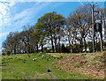 SO6006 : Grazing sheep between Bowson Road and Bowson Square in Bream by Jaggery