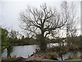 SK8053 : Ivy-covered tree on the bank of a fishing lake by Christine Johnstone