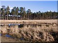 SU8564 : Pond, Round Hill by Alan Hunt