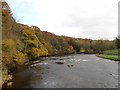 NZ2947 : Banks of the River Wear at Finchale Priory by Robert Graham