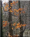 SX8754 : Beech leaves, Greenway by Derek Harper