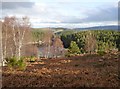 NH4541 : Woodland slopes by Aigas Loch by Craig Wallace