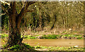 J3268 : The Lagan in flood, Minnowburn, Belfast - February 2014 by Albert Bridge