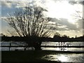 SP6406 : Pollarded willow in River Thame floods by Rob Farrow