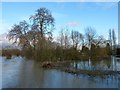 SP7006 : Marooned trees, Thame by Rob Farrow