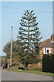 TG0532 : Monkey Puzzle Tree by J.Hannan-Briggs