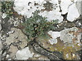 NT0079 : Wall-Rue and lichens on Airngath Hill by M J Richardson