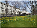 TQ3877 : Daffodils opposite Greenwich University by Paul Gillett