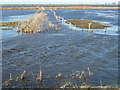 TF3500 : The Leam is flooded - The Nene Washes by Richard Humphrey