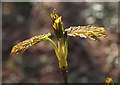 SX9363 : Spring leaves, Lincombe Slopes by Derek Harper