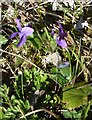 SP9313 : Wild violets (Viola riviniana) beside the path by Rob Farrow