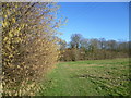 TQ6145 : Catkins along a field edge path by Marathon