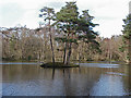 SU8164 : Heath Pond, Simons Wood by Alan Hunt