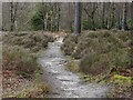 SU8163 : Heathland path, Simons Wood by Alan Hunt