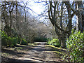 NT4628 : Tree-lined avenue at the Haining by Oliver Dixon