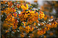 SK9205 : Berberis darwinii Flowers by Alice Batt