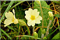 J4577 : Primroses near Craigantlet by Albert Bridge