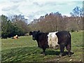 ST1699 : Cattle on Aberbargoed Grasslands by Robin Drayton