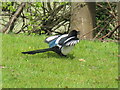 NT2470 : Displaying Magpie by M J Richardson