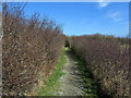 SH6381 : Isle of Anglesey Coastal Path leading towards Black Point by Chris Heaton