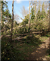 SS8477 : Fallen tree near Wig Fach by eswales