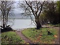 NY2031 : Shore at Bassenthwaite Lake near Banks Point by David Dixon