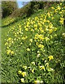 SX8361 : Cowslips, Berry Pomeroy by Derek Harper