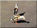 SD4314 : Martin Mere Wetland Centre, Orinoco Geese by David Dixon