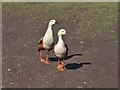 SD4314 : Orinoco Geese, Martin Mere Wetlands Centre by David Dixon