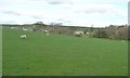 SD9055 : Sheep pasture, south-west of Espber Farm by Christine Johnstone