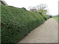 SE8933 : Yew hedge hiding the swimming pool, Hotham Hall by Christine Johnstone