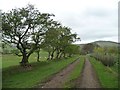 NY2434 : Old hedge along the footpath from Overwater Hall Hotel by Christine Johnstone