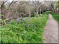 SJ9494 : Bluebells by the path to Church View by Gerald England