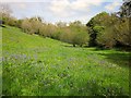 SX6961 : Bluebells, Penstave Copse by Derek Harper