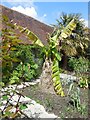 TQ8125 : Banana Tree, Great Dixter by Paul Gillett