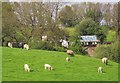 SX7483 : Sheep near North Bovey by Derek Harper