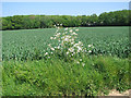 TM3185 : View towards Packway Wood by Evelyn Simak